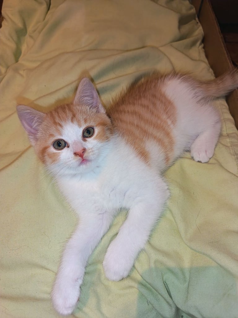 4 cuddly tabby and ginger kittens 