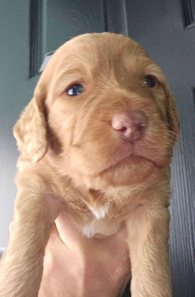 Miniature Cockerpoo Puppys