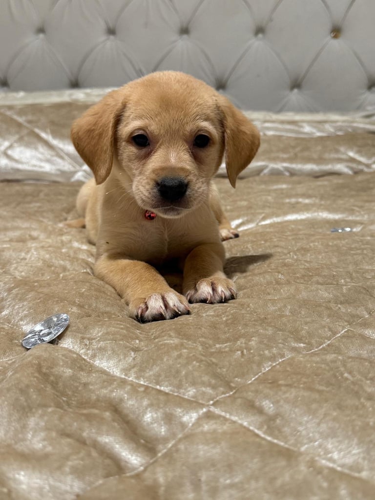 Labrador puppy for sale