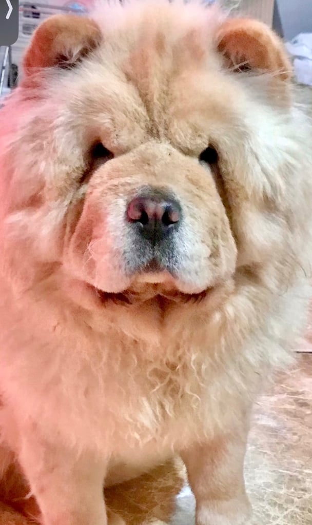 🩷 GORGEOUS KC FEMALE CHOW FOR SALE!!!! 🩷