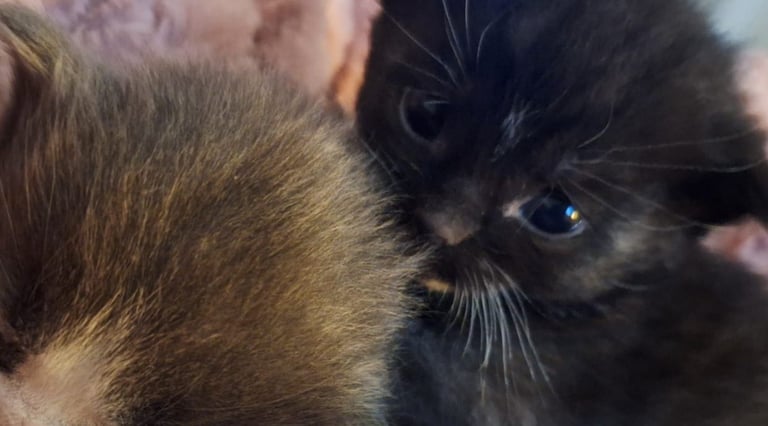 Beautiful Maine Coon x kittens