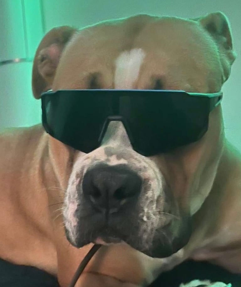 Alapaha Blue Blood Bulldog- Full pedigree