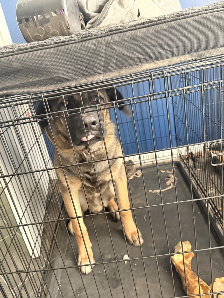 Caucasian shepherd x Belgian Malinois 