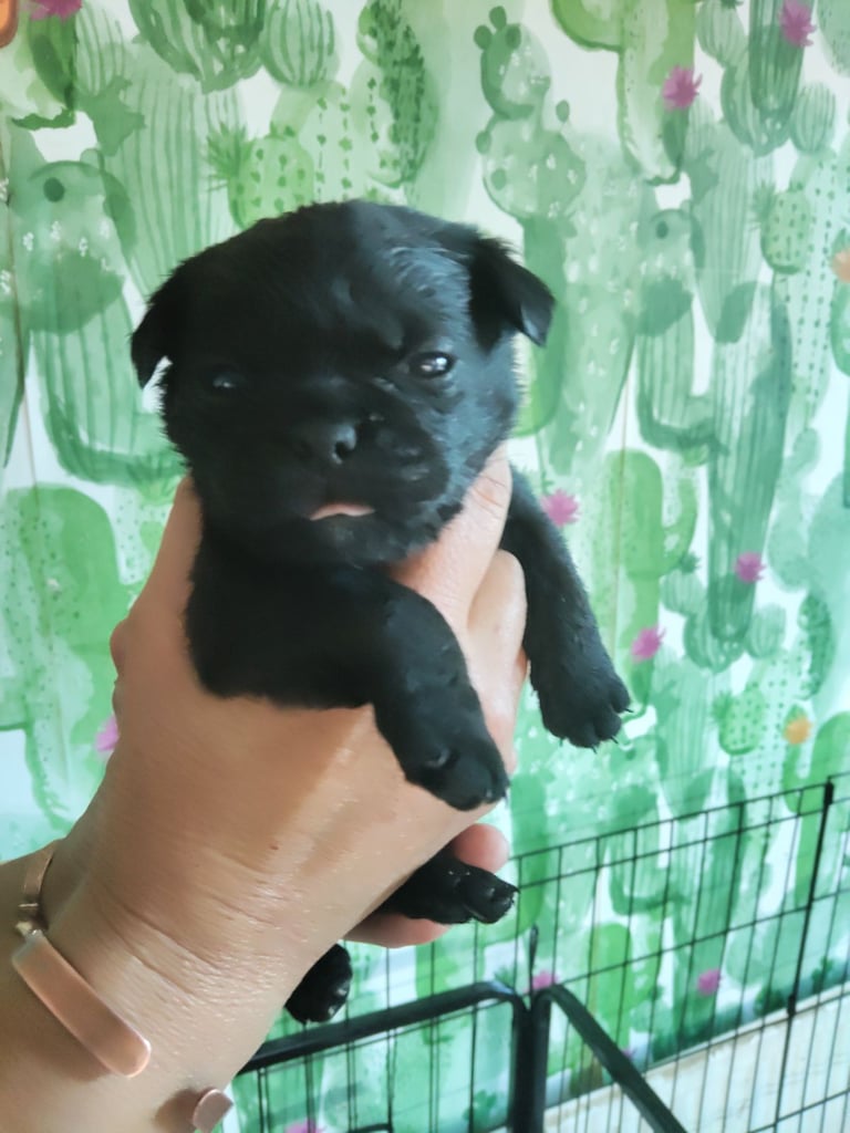 Pug x border terrier pups ready 21st nov 