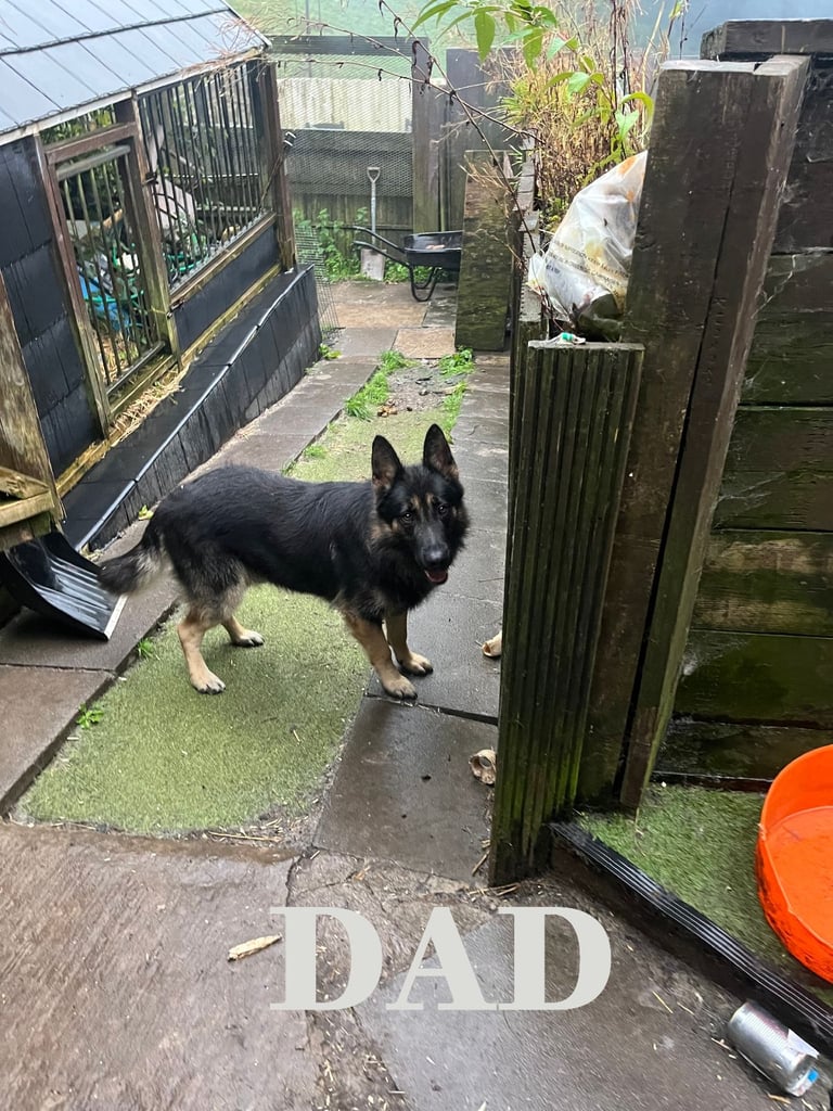 German Shepard Puppies