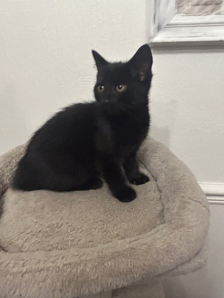 Beautiful black kitten  