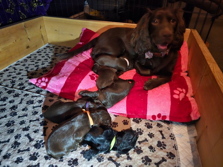 Cocker spaniel puppies
