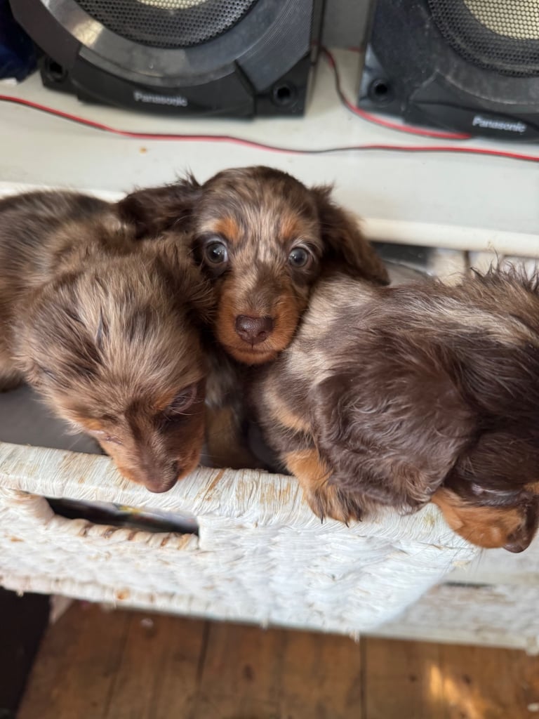 Chocolate fluffy Dauchshund merl