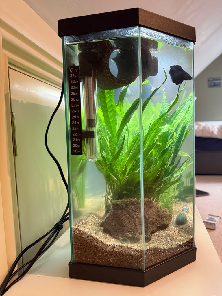 Blue Siamese Fighting Fish 