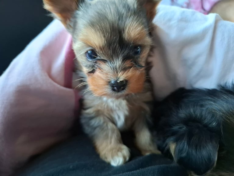 Female Yorkshire terrier 