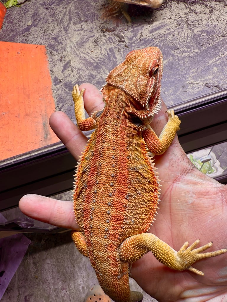 Beared Dragon , G Stirpe , Trans , Het wibilts , het zero , red monster 
