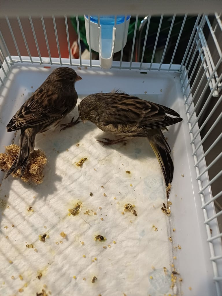 Budgies,canarys