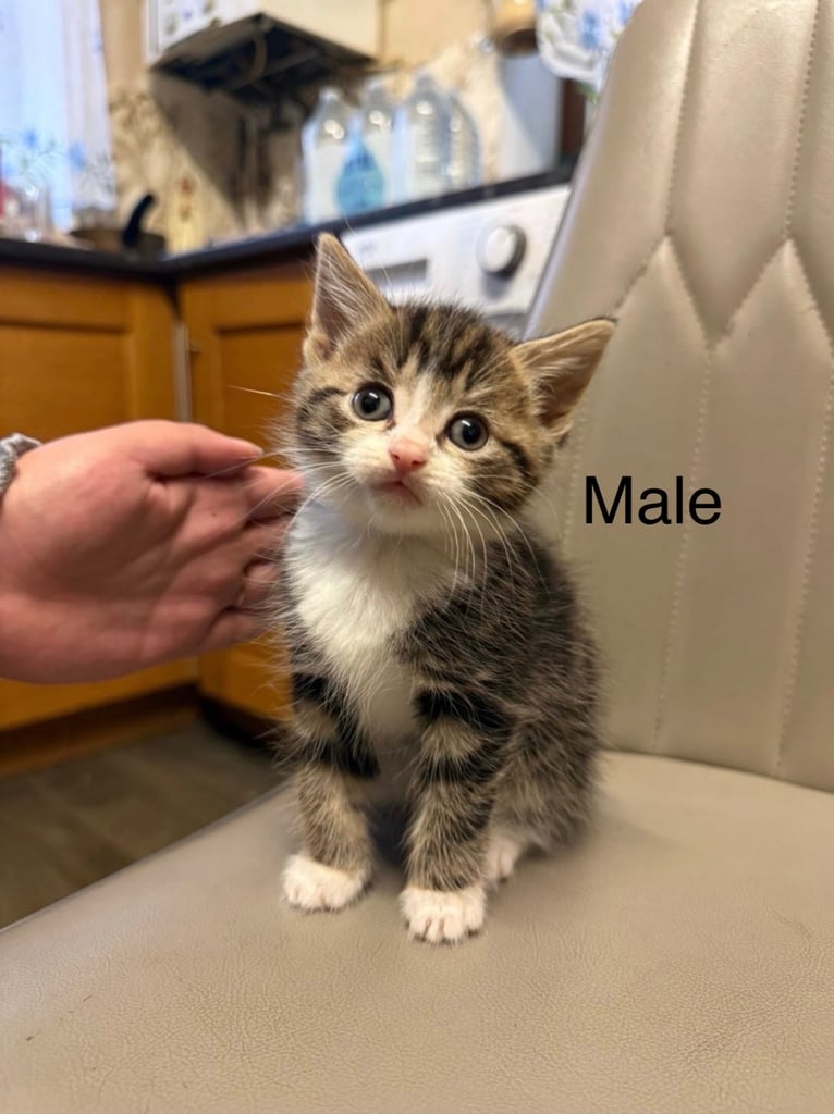 Adorable Kittens Ready for Loving Homes 