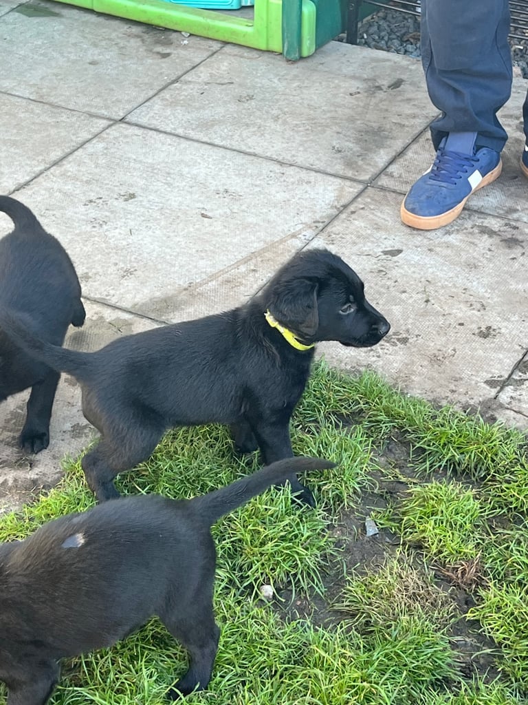 Lab cross dobe puppies