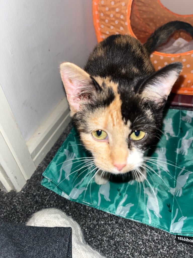 Calicao cat 4 months old