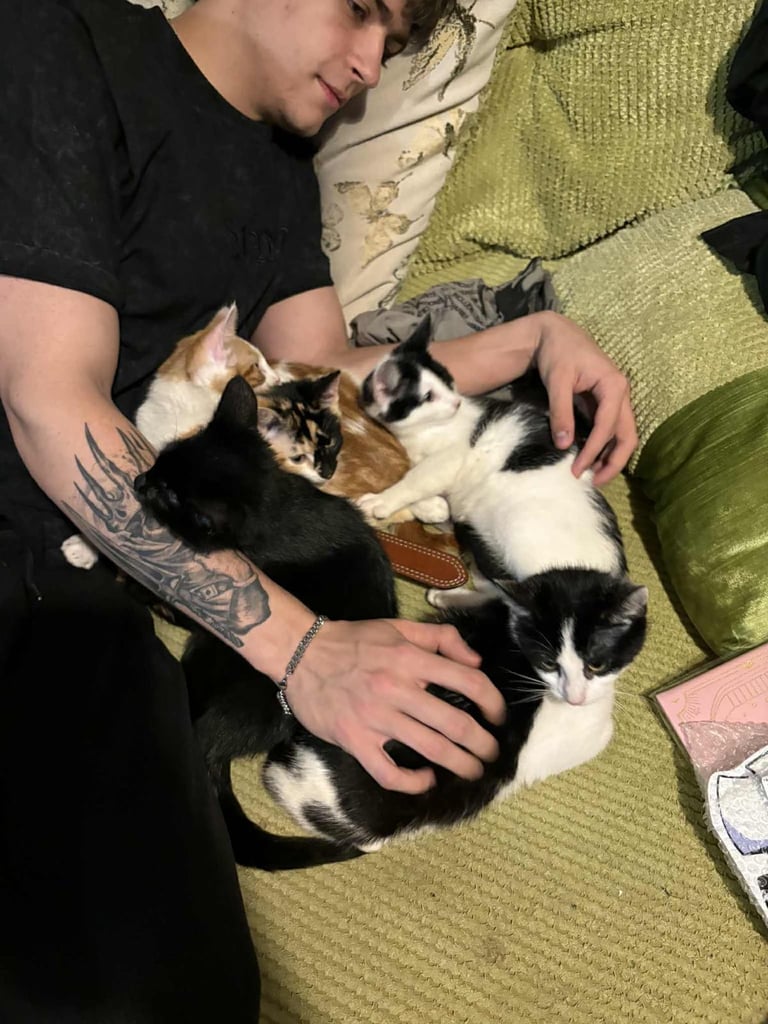 5 mixed beautiful and lovely kittens 