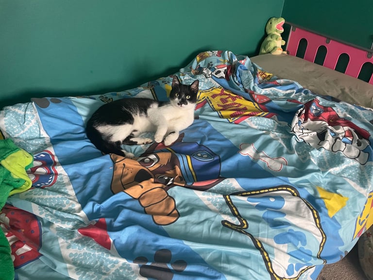 Male and female cat for adoption 