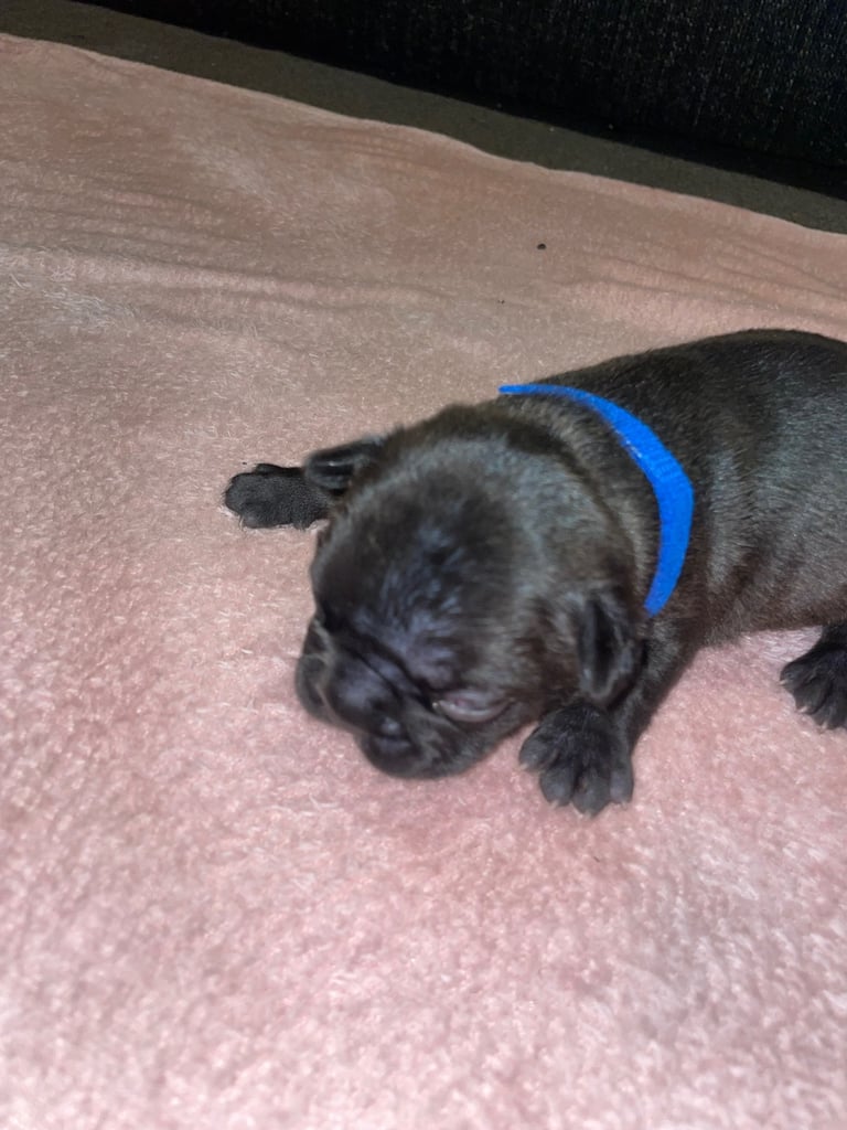 French bulldog puppies