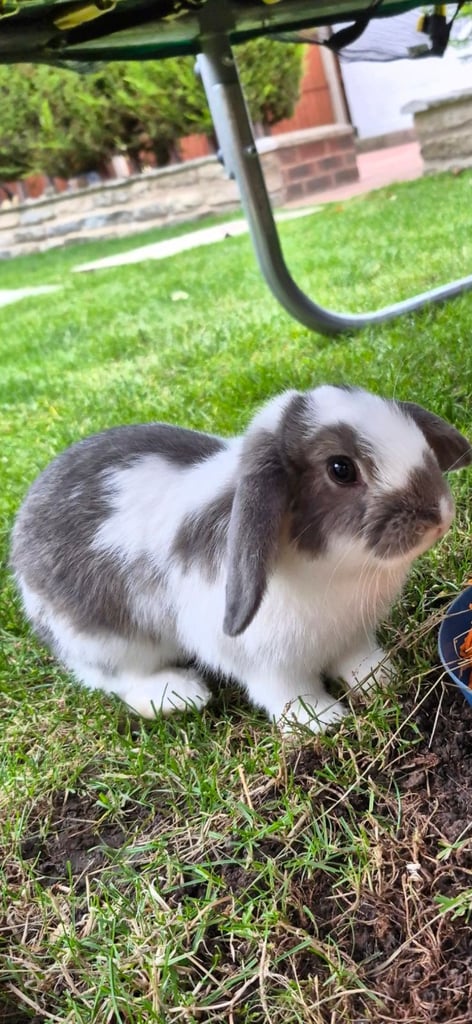 ​Pair of Adorable 14-Week-Old Rabbits with Luxury Hatched® Noah's Ark Hutch - Full Set-Up!