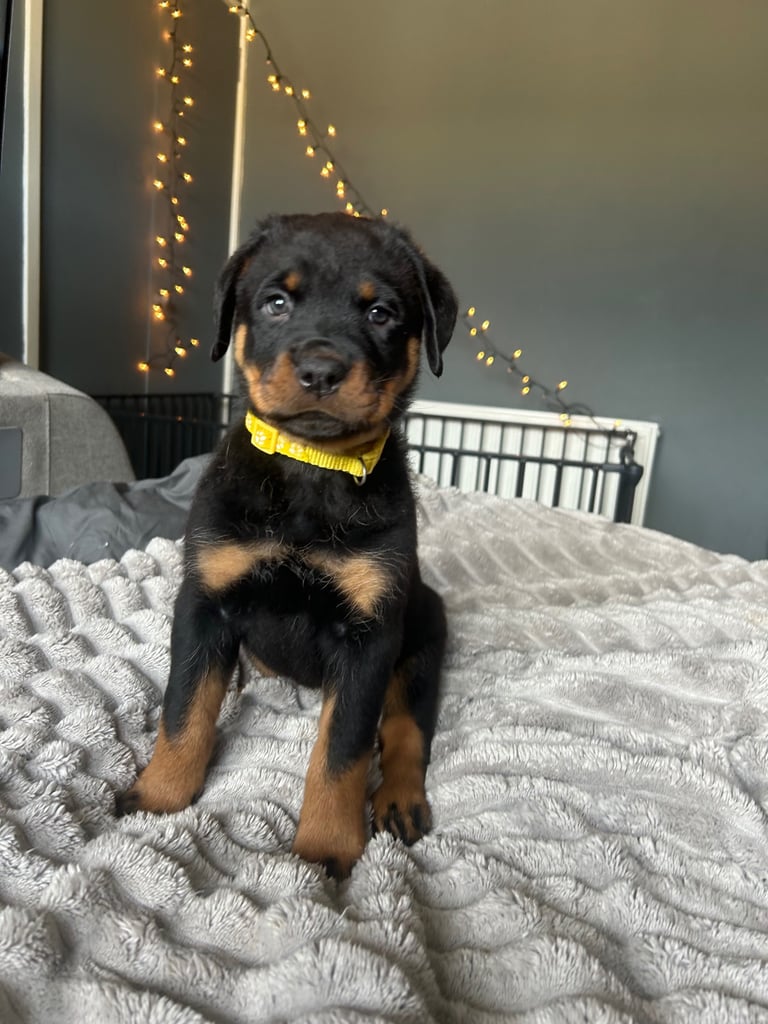 image for Beautiful female Rottweiler puppy 