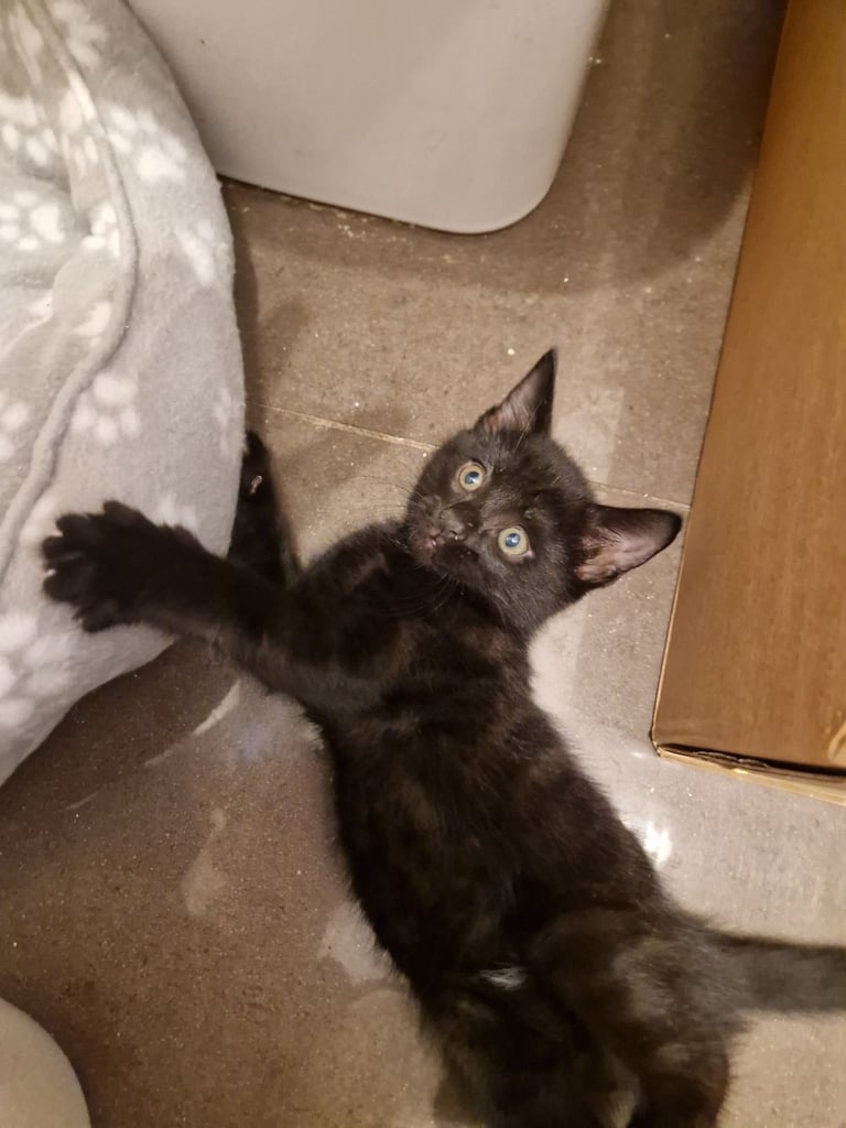 Adorable Kittens Ready for Their New Homes! 🐾