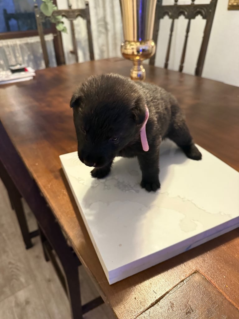 Lovely puppies shepherds for your family  