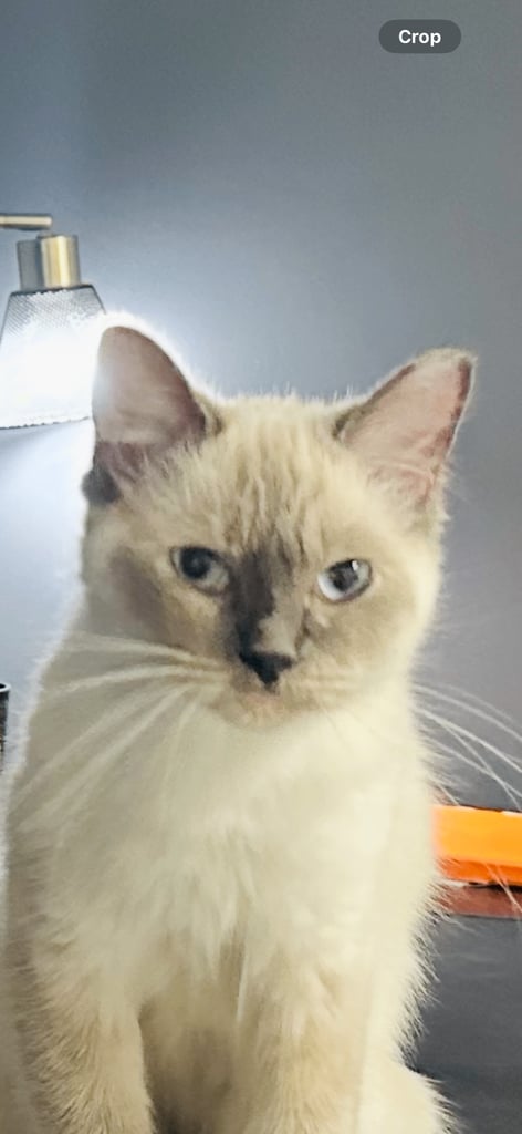 Gorgeous 1 and a half year old ragdoll cat kitten female girl un neutered. Vet checked 