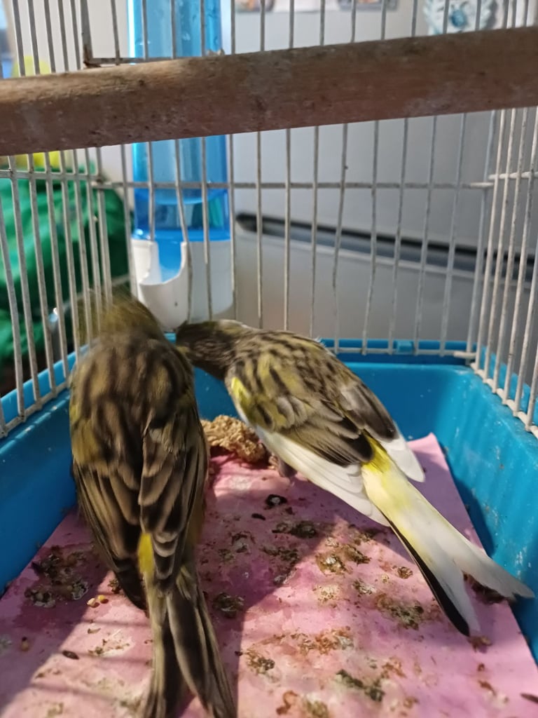 Budgies,canarys