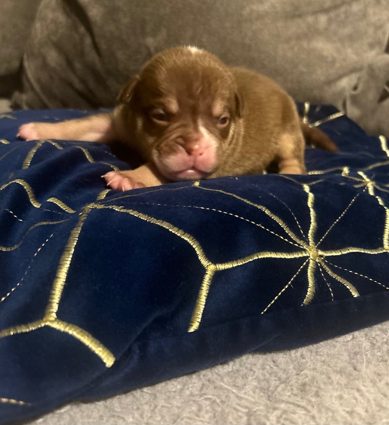Olde English bulldog puppies 