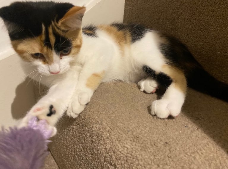 5 month old Calico girl kitten
