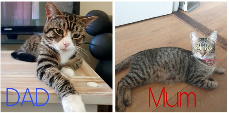 image for 6 lovely tabby/bengal kittens looking for the forever home.