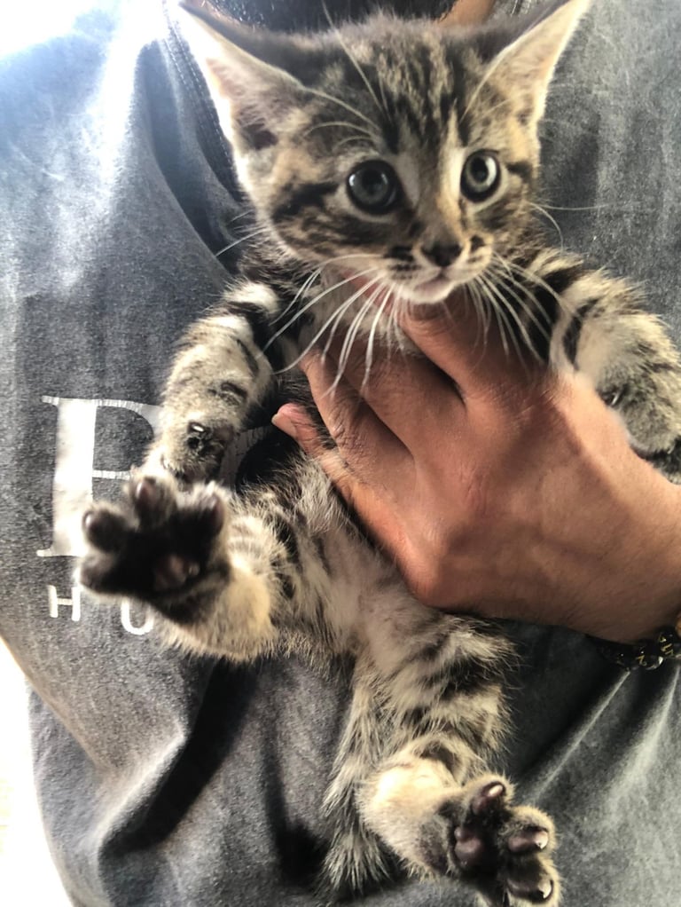 Stunning litter of Bengal X Ragdooll kiittens ready to go