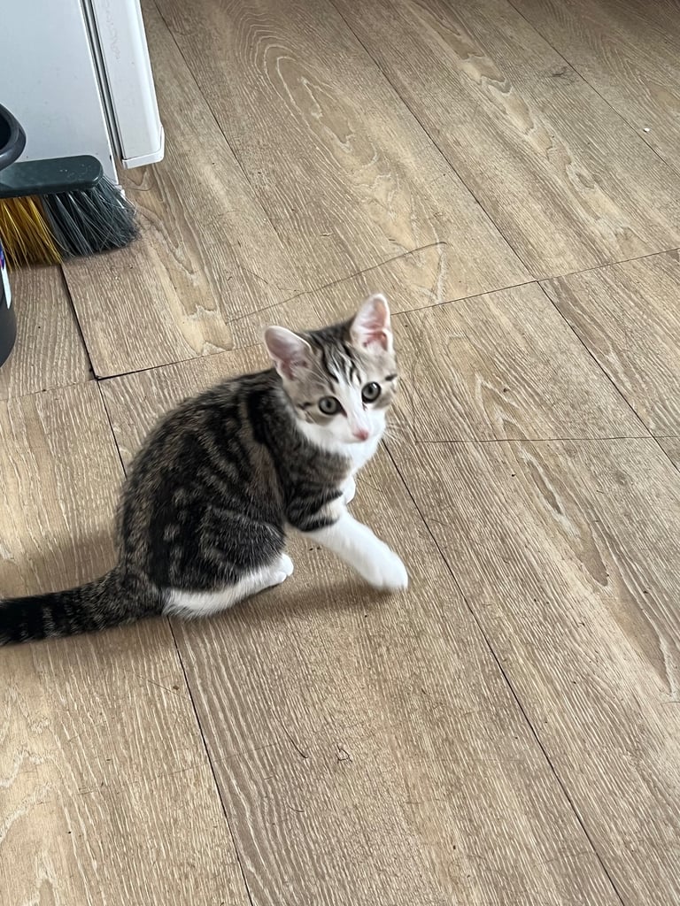 Female kitten 