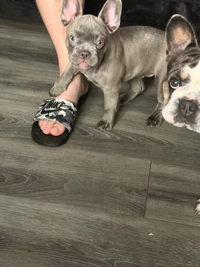 image for Lilac & tan frenchie 