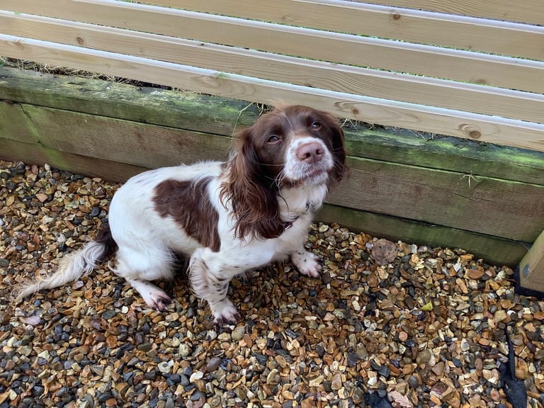 Springer Spaniel ( Girl )