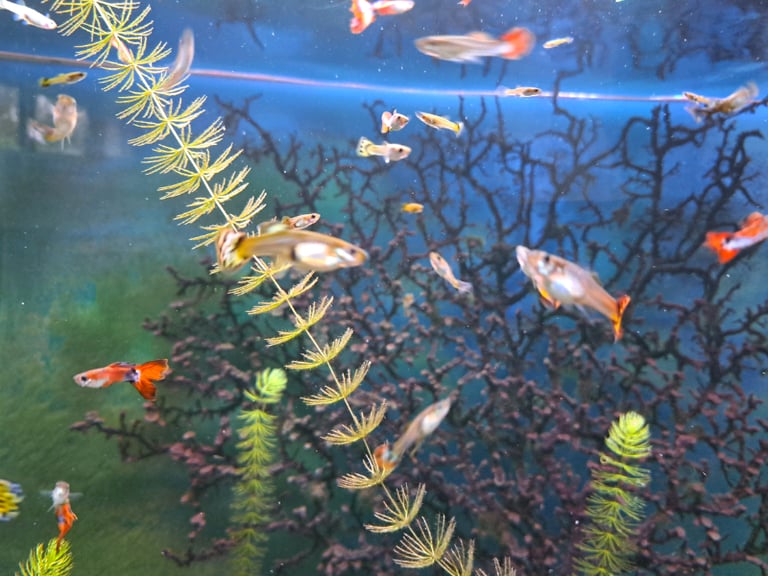Guppies