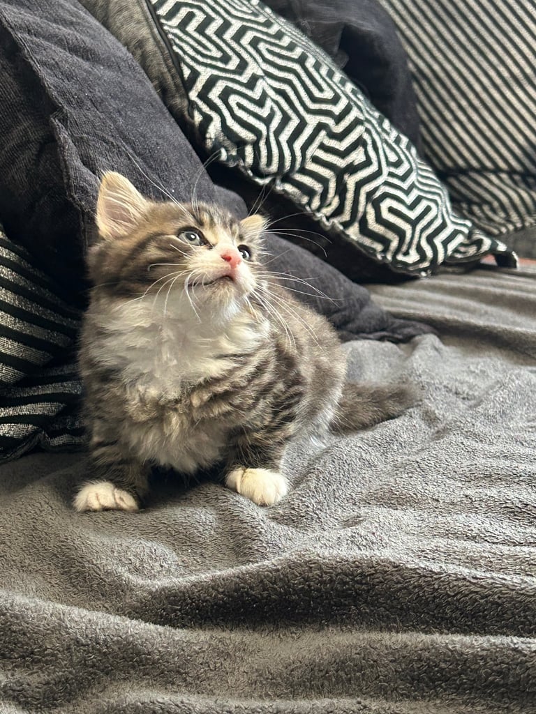  🐾 4 Beautiful Kittens for Sale – 8 Weeks Old 🐾