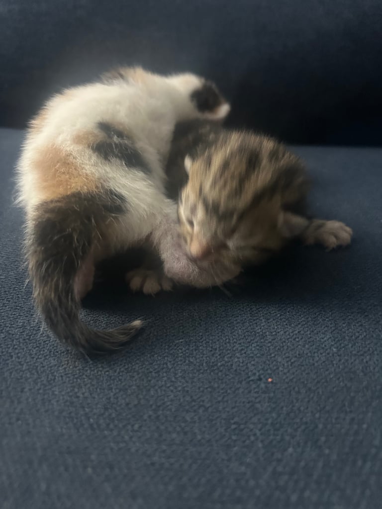 image for Gorgeous Kittens