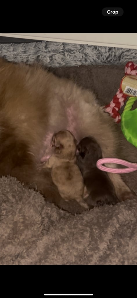 Pomeranian girl and boy puppys