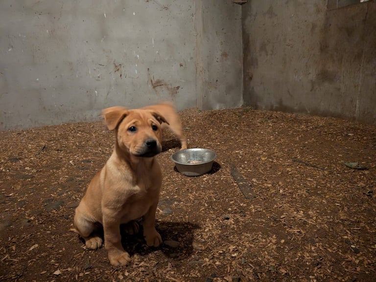 Chowchow X staffy 