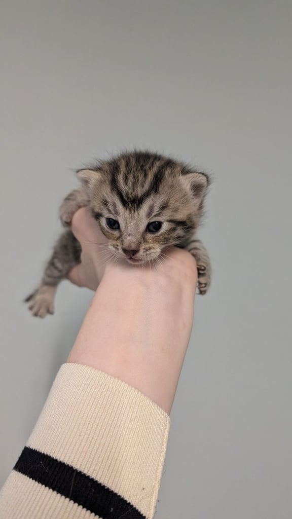 Kittens check description 