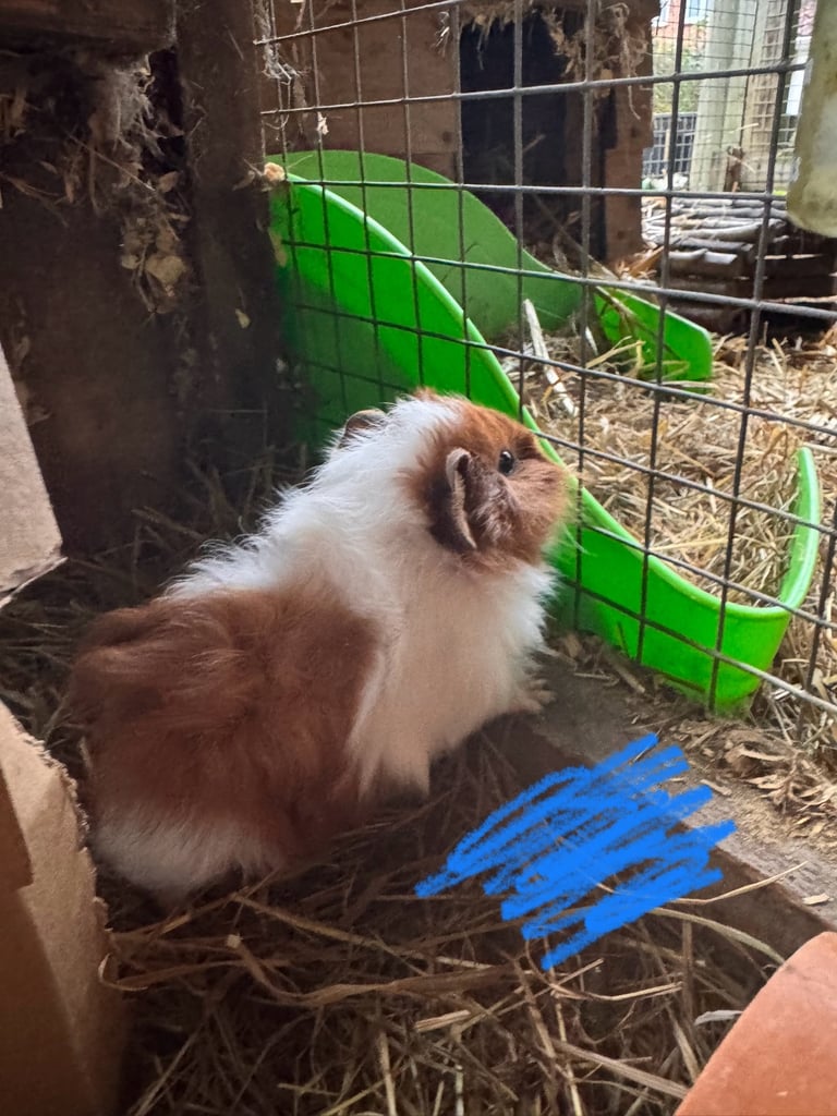 GUINEA PIGS LOOKING FOR NEW HOMES