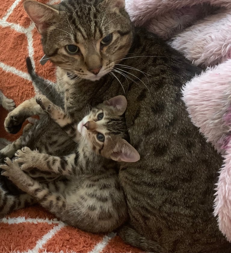 3 beautiful bengal kittens 10 weeks old 