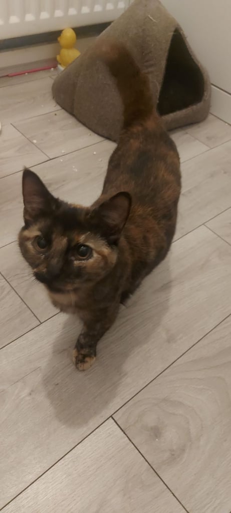 Beautiful black and ginger cat 6 months old last one available now only £150