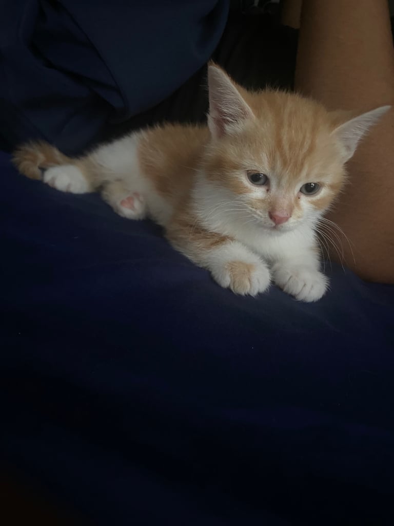 Cute white and ginger kitten