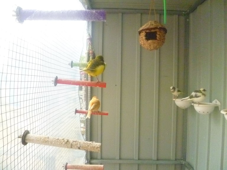 5 Canary Canaries Birds for sale for £140 Yellow, White/Black  Red Pure White Small Cage and Food