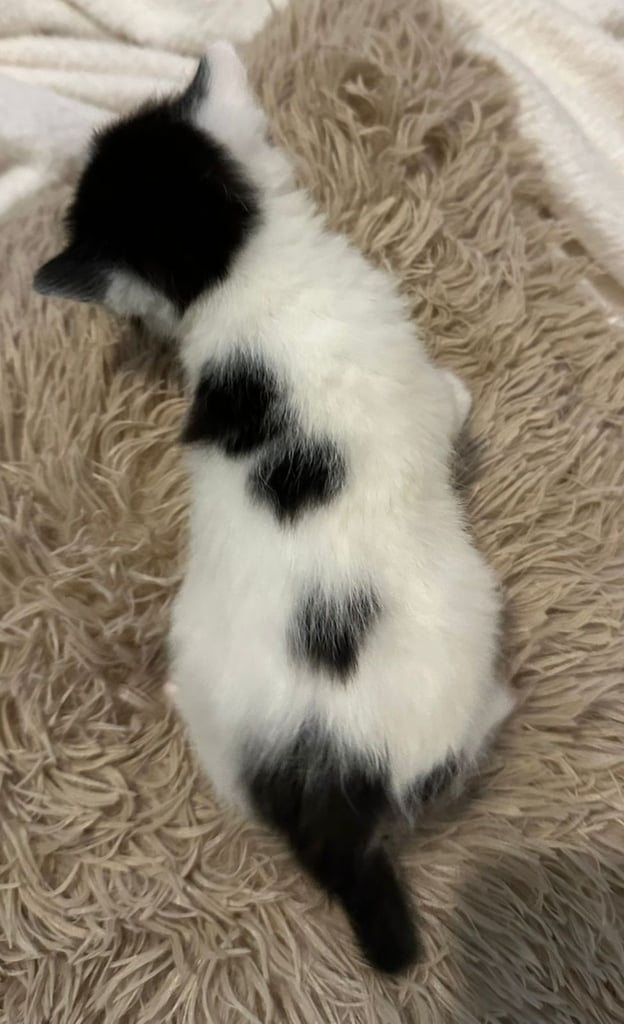 Kittens  mother part rag doll ready november 24th 