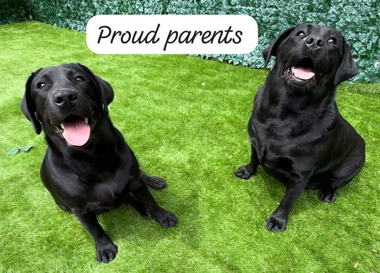 Labrador Retriever Puppies Available Now