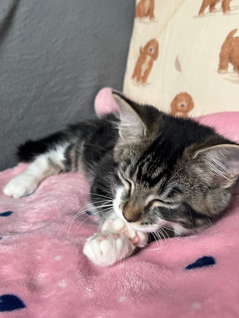 Maine coon cross kittens