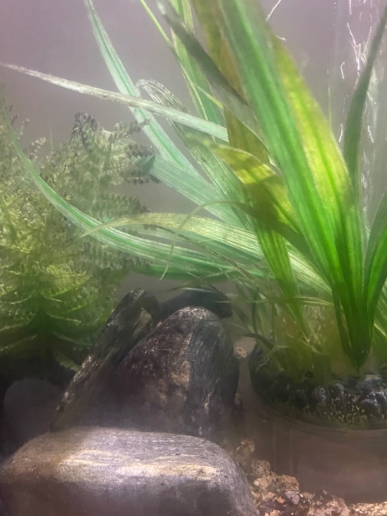 Biorb 60 litre & 2 fish 